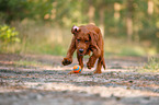 playing Labradoodle