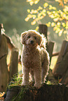 Labradoodle