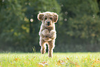 running Labradoodle