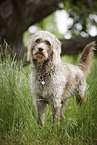 male Labradoodle in summer