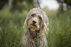 male Labradoodle in summer