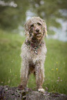 male Labradoodle in summer