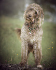 male Labradoodle in summer