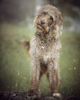 male Labradoodle in summer