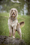 male Labradoodle in summer