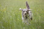 male Labradoodle in summer