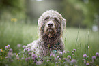 male Labradoodle in summer