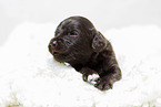 brown Labradoodle puppy