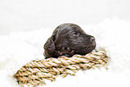 brown Labradoodle puppy