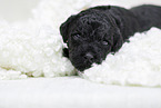 black Labradoodle Puppy