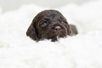 brown Labradoodle puppy