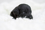black Labradoodle Puppy