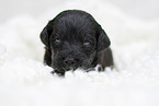 black Labradoodle Puppy
