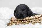 black Labradoodle Puppy