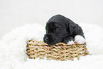 black Labradoodle Puppy