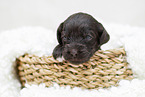 brown Labradoodle puppy