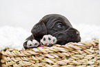 brown Labradoodle puppy