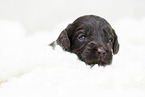 brown Labradoodle puppy
