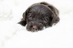 brown Labradoodle puppy