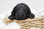 black Labradoodle Puppy