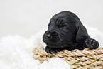 black Labradoodle Puppy