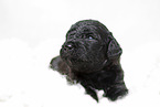 black Labradoodle Puppy
