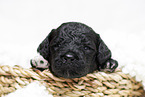 black Labradoodle Puppy