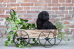 Labradoodle puppy