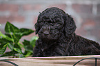 Labradoodle puppy