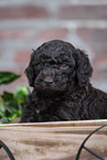 Labradoodle puppy