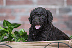 Labradoodle puppy