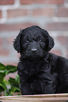 Labradoodle puppy