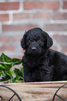 Labradoodle puppy