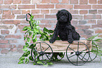 Labradoodle puppy