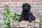 Labradoodle puppy