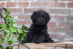 Labradoodle puppy