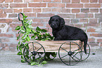 Labradoodle puppy