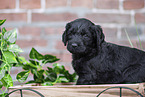 Labradoodle puppy