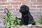 Labradoodle puppy