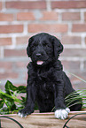 Labradoodle puppy