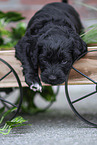 Labradoodle puppy