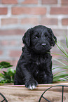 Labradoodle puppy