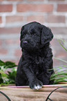 Labradoodle puppy