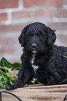 Labradoodle puppy