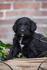 Labradoodle puppy