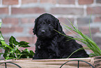 Labradoodle puppy