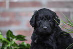 Labradoodle puppy portrait