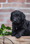 Labradoodle puppy