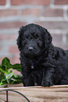 Labradoodle puppy