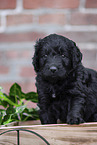 Labradoodle puppy